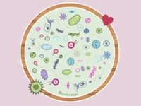 viren und bakterien